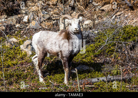 Ram Stone's Sheep in southern Yukon Territory of Canada. Related to Dall's Sheep, Bighorn and Thinhorn Sheep. Wildlife in Canada Stock Photo