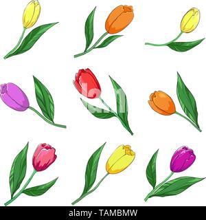 Flowers, multi-coloured tulips, vector, isolated on a white, set Stock Vector