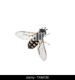 Hoverfly (Syrphus ribesii) mimics a wasp in colour and shape on white background Stock Photo