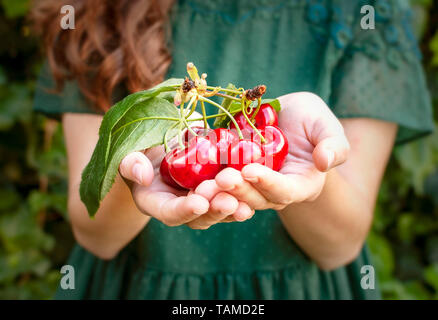 Isolated young woman with big red cherries in her hands. Cherry with leaf and stalk. Cherries with leaves and stalks. One person on the natural green  Stock Photo