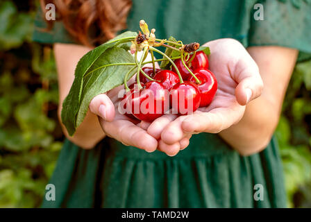 Isolated young woman with big red cherries in her hands. Cherry with leaf and stalk. Cherries with leaves and stalks. One person on the natural green  Stock Photo
