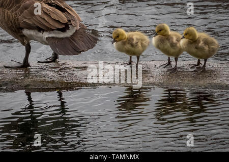 London, UK. 27th May, 2019. UK Weather: Newly hatched Canadian geese goslings take to the river in Surrey Quays docks, Rotherhithe. Credit: Guy Corbishley/Alamy Live News Stock Photo