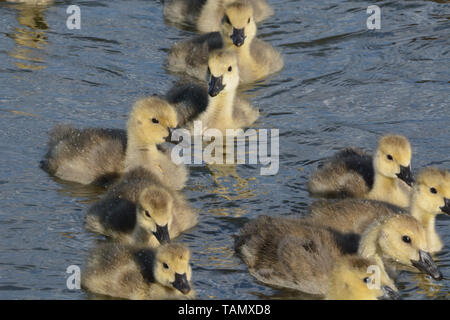 Close up of group of Canada goose goslings swimming to shore in group Stock Photo