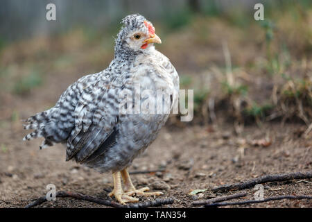 Speckled gray nice young hen standing in the yard