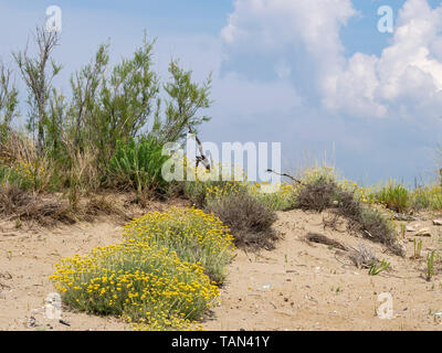 Dune plants in the San Rossore Migliarino Park near Pisa, Protected environment. Italy. INcludes Helichrysum italicum aka Curry Plant. Stock Photo