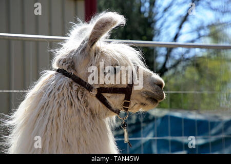 Side portrait of a white llama, Lama glama standing in field on a day of spring. Stock Photo