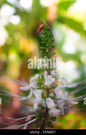 Close Up Cat's Whiskers Flower ( Orthosiphon aristatus ) Stock Photo