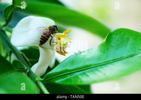 Bee on Close Up White Flower of pomelo Stock Photo