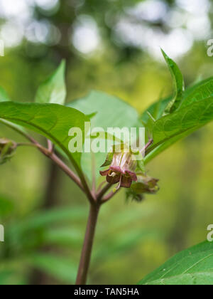 Belladonna flower aka Deadly nightshade. Atropa belladonna. Toxic due to tropane alkaloids. Stock Photo