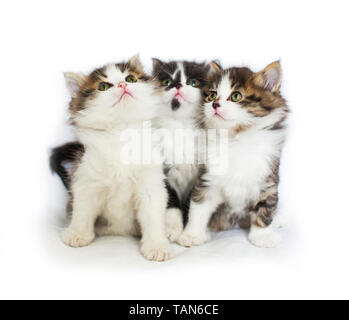Cut baby tabby kitten playing Stock Photo - Alamy