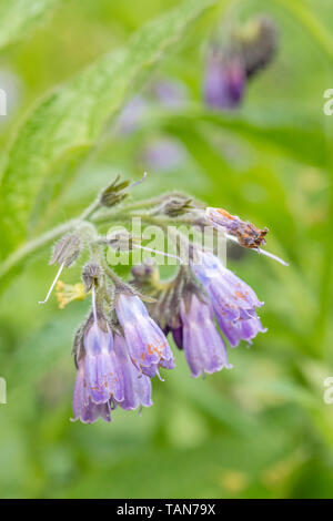 Close-up of flowering Comfrey / Symphytum officinale on a sunny summer day. Used as a herbal / medicinal plant and known as Bone-kit. Stock Photo
