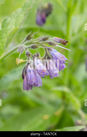 Close-up of flowering Comfrey / Symphytum officinale on a sunny summer day. Used as a herbal / medicinal plant and known as Bone-kit. Stock Photo