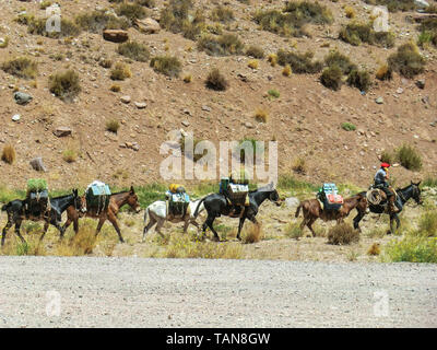 Caravan of mules carrying merchandise between Chile and Argentina Stock Photo