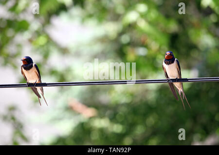 swallows is standing on the wire Stock Photo