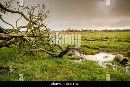 An old, rotting, fallen tree lies on the ground in a pasture ready for cutting and disposal. Stock Photo