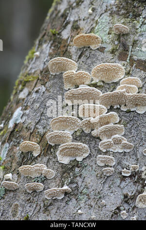 Irpex lacteus, known as the Milk-white Toothed Polypore, studied for use in biofuel production Stock Photo