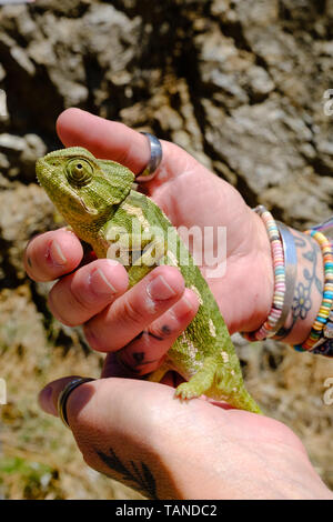 Mediterranean Chameleon found on the roadside in the Axarquia countryside around Malaga, Andalucia, Costa del Sol, Spain Stock Photo