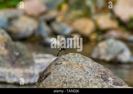 Plumbeous water redstart, Phoenicurus fuliginosus, female, Sattal, Uttarakhand, India. Stock Photo