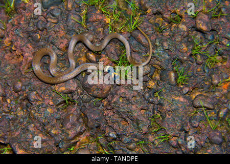 Dumeril's black headed snake, Sibynophis subpunctatus, Amboli, Maharashtra, India. Endemic to Bangladesh, India, Sri Lanka and Nepal Stock Photo
