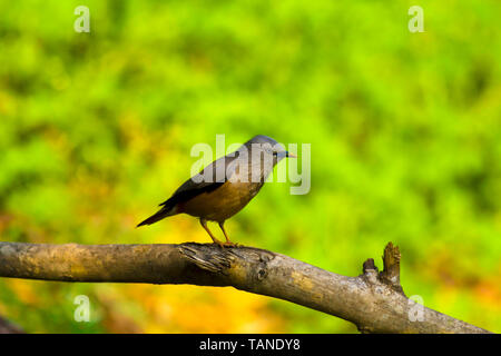 Chestnut tailed starling or grey-headed myna, Sturnia malabarica, Sattal, Uttarakhand, India. Stock Photo