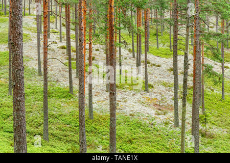 Pine tree trunks in a beautiful coniferous forest Stock Photo