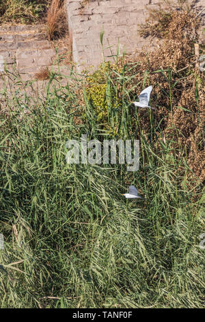 A pair of grey herons flying together close to the river bank while navigating on the Nile Stock Photo