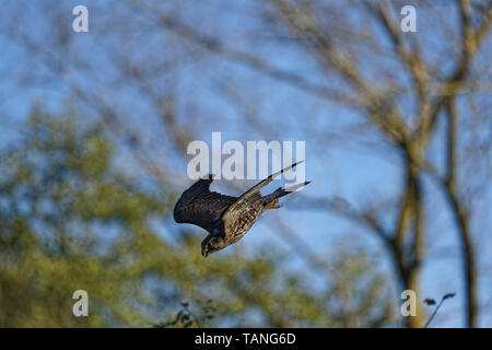 Saker Falcon, falco cherrug, Adult in Flight Stock Photo