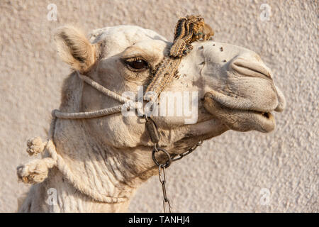 Head shot of a dromedary camel in Dahab, Egypt. Stock Photo