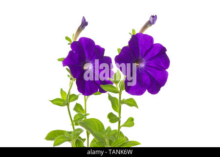 Two flowers of purple petunia on a white background Stock Photo