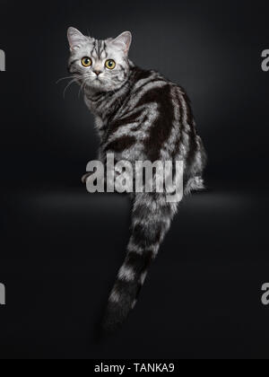 Sweet black silver tabby British Shorthair kitten, sitting backwards. Looking over shoulder to camera with big round yellow / green eyes. Isolated on  Stock Photo