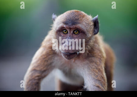 Close up Wild Macaque monkey on Phuket island,Thailand