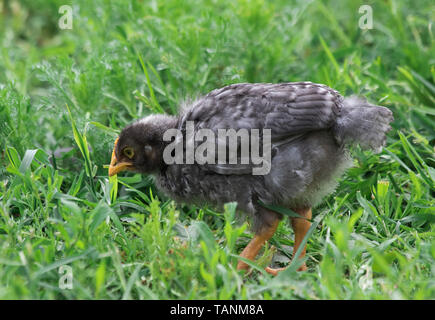 A cute little chick on green grass Stock Photo