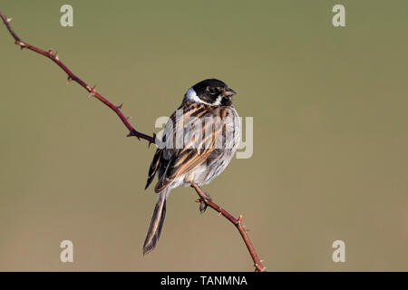 Common reed bunting (Emberiza schoeniclus) male perched on twig Stock Photo