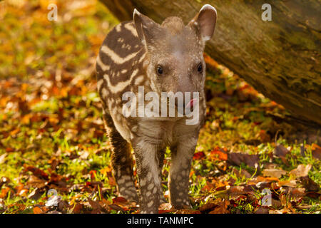 baby tapir tongue