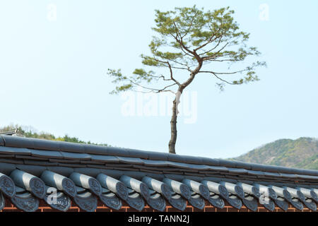 Lonely tall pine tree standing over the wall covered with korean traditional roof tiles. Stock Photo