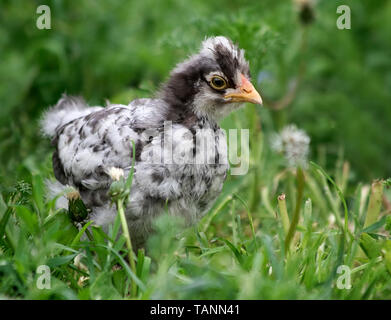 A cute little chick on green grass Stock Photo