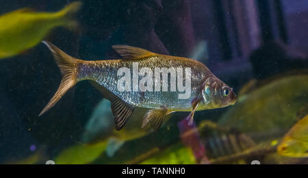 closeup portrait of a common bream swimming in the water, shiny silver fish, popular pet in aquaculture Stock Photo