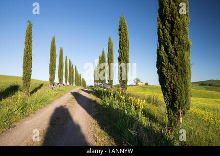 Cypress tree lined farm track with Tuscan farmhouse and typical landscape, Le Ville di Corsano, Siena Province, Tuscany, Italy, Europe Stock Photo