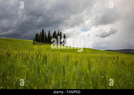 Clump of cypress trees in barley field under a stormy grey sky, San Quirico d'Orcia, Siena Province, Tuscany, Italy, Europe