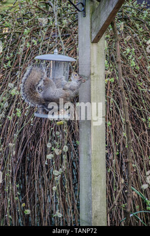 Grey squirrel on Bird feeder. Stock Photo