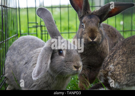 Rabbits eating grass in a meadow, while being in a cage Stock Photo