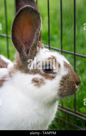 Brown spotted rabbit eating grass in a meadow, while being in a cage Stock Photo