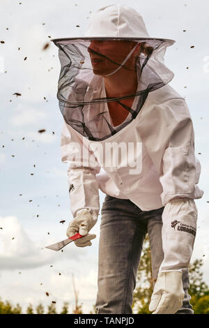 A beekeeper or apiarist wearing a typical white protective smock with a hat and veil while working with her bees - beekeeping / apiculture.