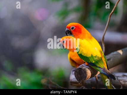 Beautiful colorful Pair Lovebirds parrots on branch. Colorful Love parrot couple Stock Photo