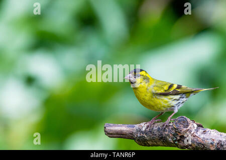 Siskin in spring in mid Wales Stock Photo