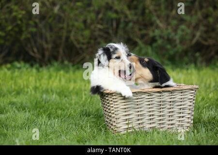 American Collie Puppy Stock Photo