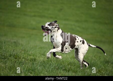 running Great Dane Stock Photo