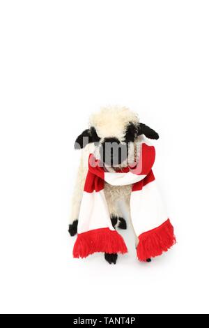 Valais Blacknose lamb Stock Photo