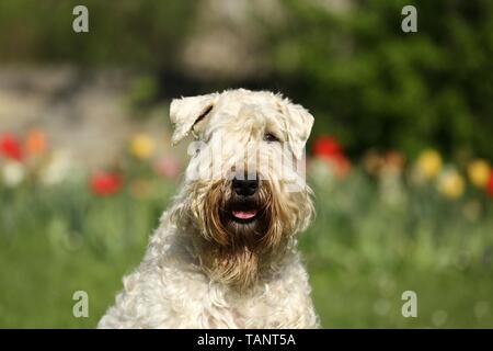 Irish Soft Coated Wheaten Terrier Portrait Stock Photo