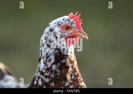 Swedish Flower Chicken Stock Photo